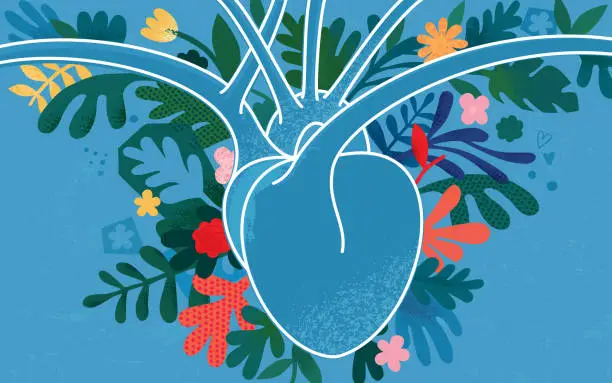 Vector illustration of Human Heart