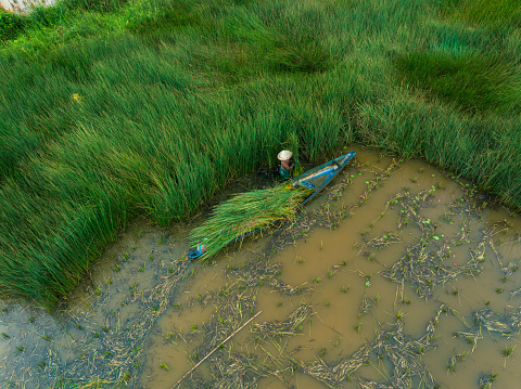 Drone view of farmers collecting grey sedge grass, which for made grass straw - Duc Hoa district, Long An province, south Vietnam