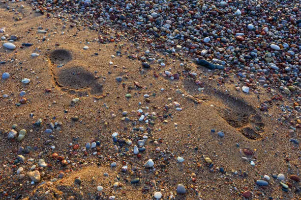 Photo of Morning sand - pebble beach illuminated by the first rays of the sun and gentle waves of the sea