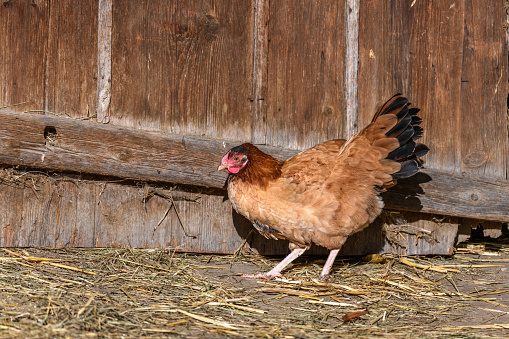 Brown hen roaming free on a farm. Bas-Rhin, Alsace,Grand Est, France, Europe.