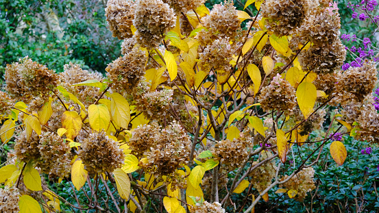 The autumnal seed heads and dying leaves of Hydrangea Paniculata \