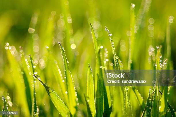 Erba - Fotografie stock e altre immagini di Agricoltura - Agricoltura, Ambiente, Bagnato