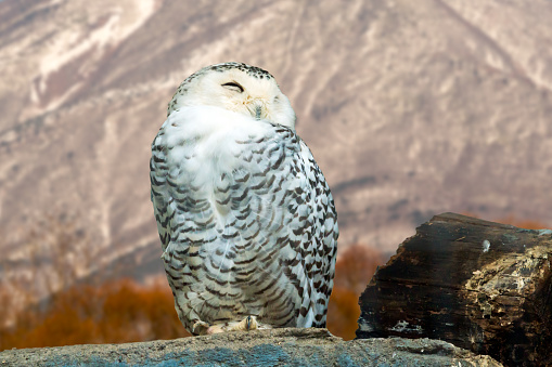 Winter sleep serene white owl standing and Resting in a Snowy mountain landscape background