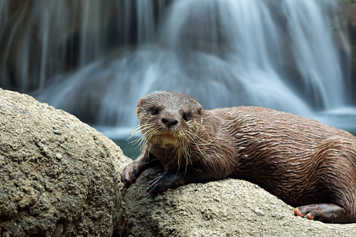 Wildlife delight otter lying on stone near river and waterfall as background
