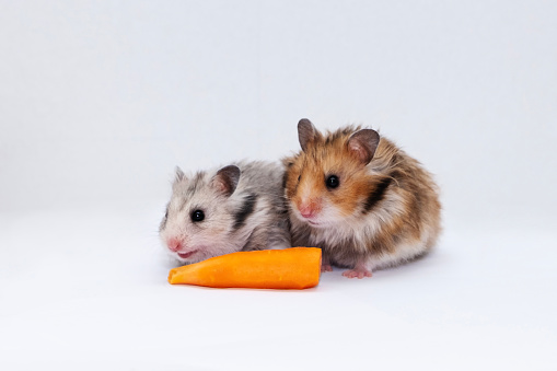Cute furry small dwarf campbell hamster in a studio, white background