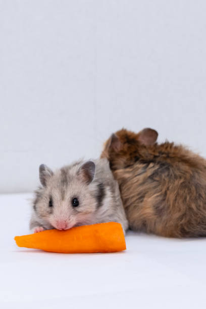 Syrian hamster isolated on white background