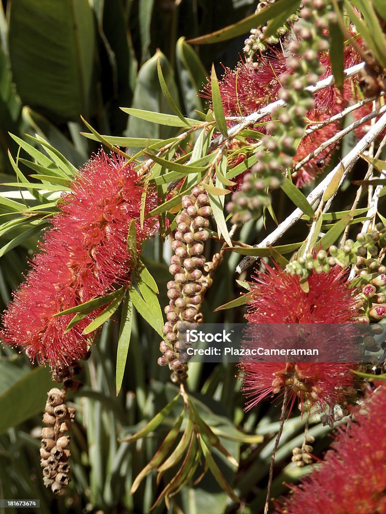 Bottlebrush Plant Flower of the Bottlebrush Plant aka Callistemon rugulosus Australia Stock Photo