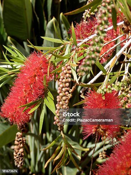 Bottlebrush Plant Stock Photo - Download Image Now - Australia, Beauty In Nature, Blossom