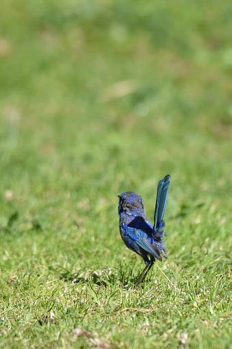 The Splendid fairywren is a small, long-tailed bird 14 cm (5.5 in) long. In fact, the nest of the Splendid Fairy-wren is so small and the bird's tail so long that the female's  tail is bent during incubation