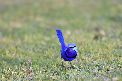 The Splendid fairywren is an active and energetic bird. Movement is a series of jaunty hops and bounces, with its balance assisted by a proportionally large tail, which is usually held upright and rarely still.