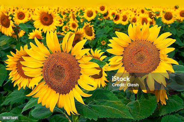 Sunflowers Campo Foto de stock y más banco de imágenes de Aire libre - Aire libre, Amarillo - Color, Belleza de la naturaleza