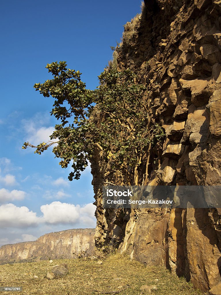 Einsame Baum wächst auf einem rock - Lizenzfrei Abwesenheit Stock-Foto