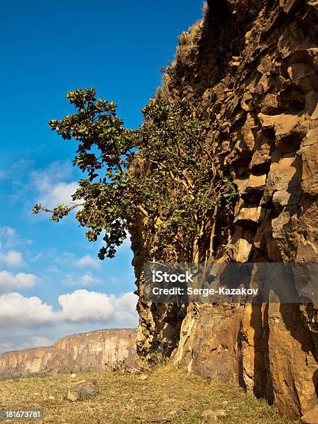 Einsame Baum Wächst Auf Einem Rock Stockfoto und mehr Bilder von Abwesenheit - Abwesenheit, Afrika, Baum
