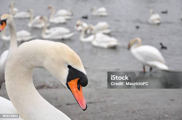 Лебедьшипунsygnus Olor — стоковые фотографии и другие картинки Англия - Англия, Белый, Берег реки