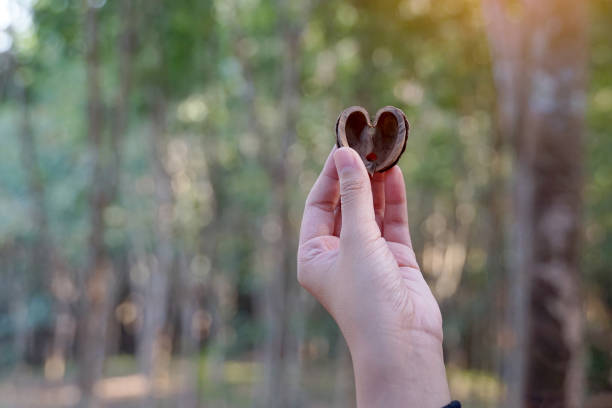 Tourists pick up rubber seed husks that have fallen under the trees and hold them up. The shell is hard and thick. shaped like a heart The gardeners will collect seeds and plant them for propagation.