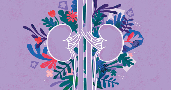 Vector illustration created from paper cuts, hand drawn elements and handmade textures representing healthy human kidneys concept.