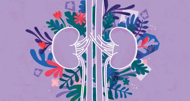 Vector illustration of Human Kidneys