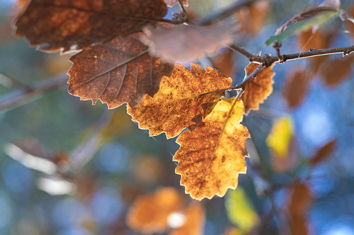 beautiful trees in the autumn forest near the river, bright sunlight at sunset