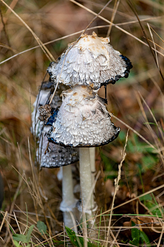 Coprinus comatus, the shaggy ink cap, lawyer's wig, or shaggy mane, is a common fungus often seen growing on lawns, along gravel roads and waste areas.