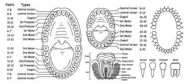 Vector illustration of Set of anatomy of human teeth and jaws, arrangement of teeth in people - adults and children, set of vector illustrations in doodle style