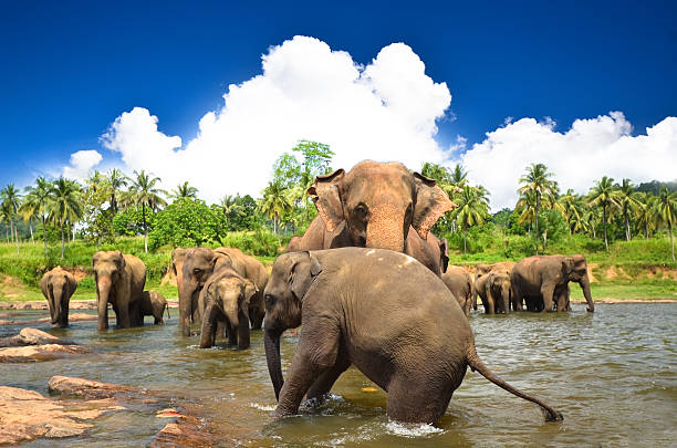 istock Elephants in the beautiful landscape 181674265