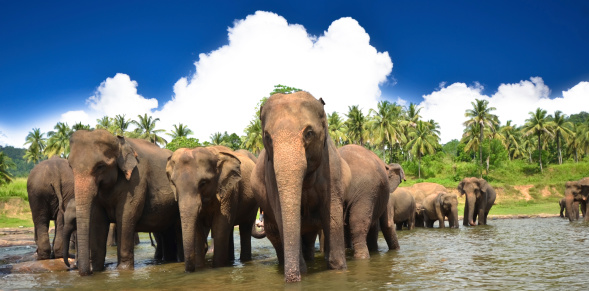 Elephants in the beautiful landscape