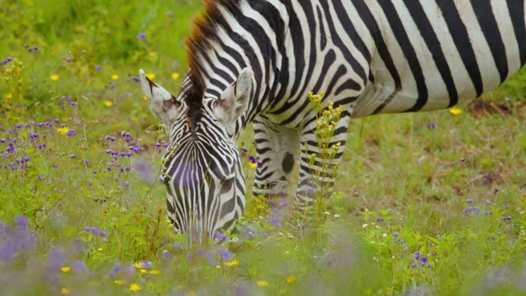 SLO MO Zebra grazing on green verdant with purple wildflowers at Tanzania. Beauty of striped wonders feeding on flower-speckled meadow.