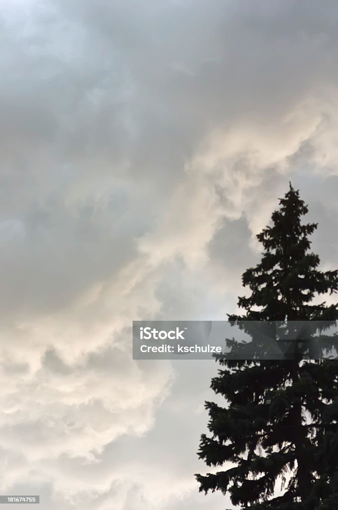 Wolken über der silhouette der hohen Fichte - Lizenzfrei Abenddämmerung Stock-Foto