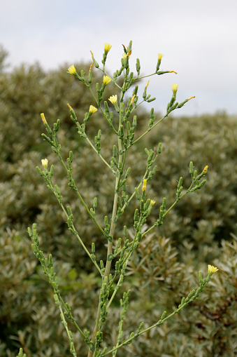 Tall greyish annual or biennial; stems to 1.9m, stiff and erect, hairless or rather bristly. Leaves oblong, pinnately-lobed, prickly on margins and along the midrib beneath; upper leaves held in a vertical position, deeply lobed, clasping the stem. Flowerheads pale yellow, 11-13mm, in a narrow or pyramidal panicle. Achenes greyish.
Habitat: Disturbed and waste ground, sand dunes.
Flowering Season: July-September.
Distribution: Throughout Europe, except Ireland and the far North.

This is a common Species in the described Habitats in the Netherlands.