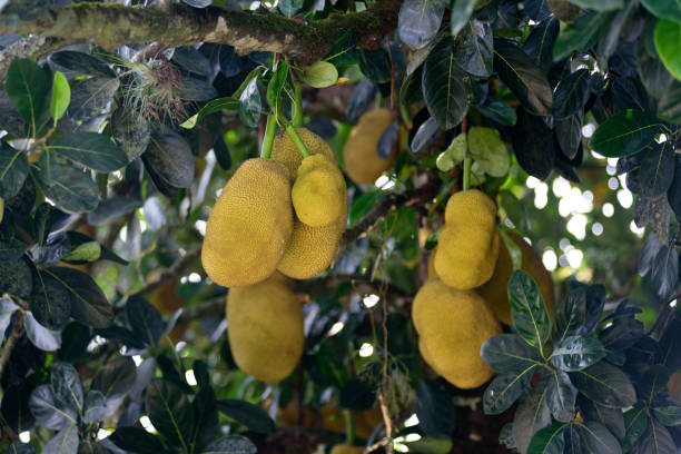 jackfruit tree - chlebowiec zdjęcia i obrazy z banku zdjęć