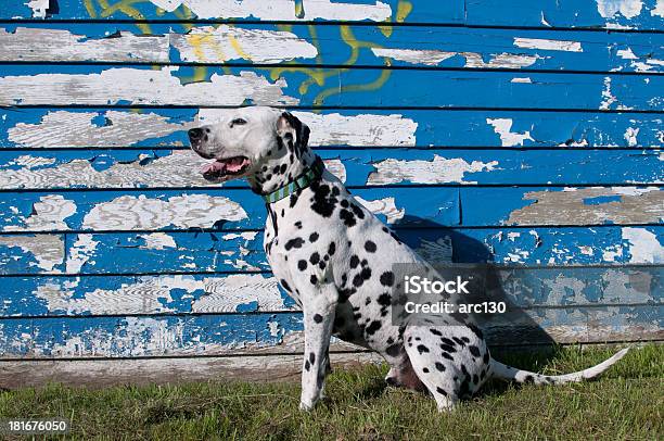 Dalmata Di Fronte Scrostate - Fotografie stock e altre immagini di Cane - Cane, Composizione orizzontale, Dalmata