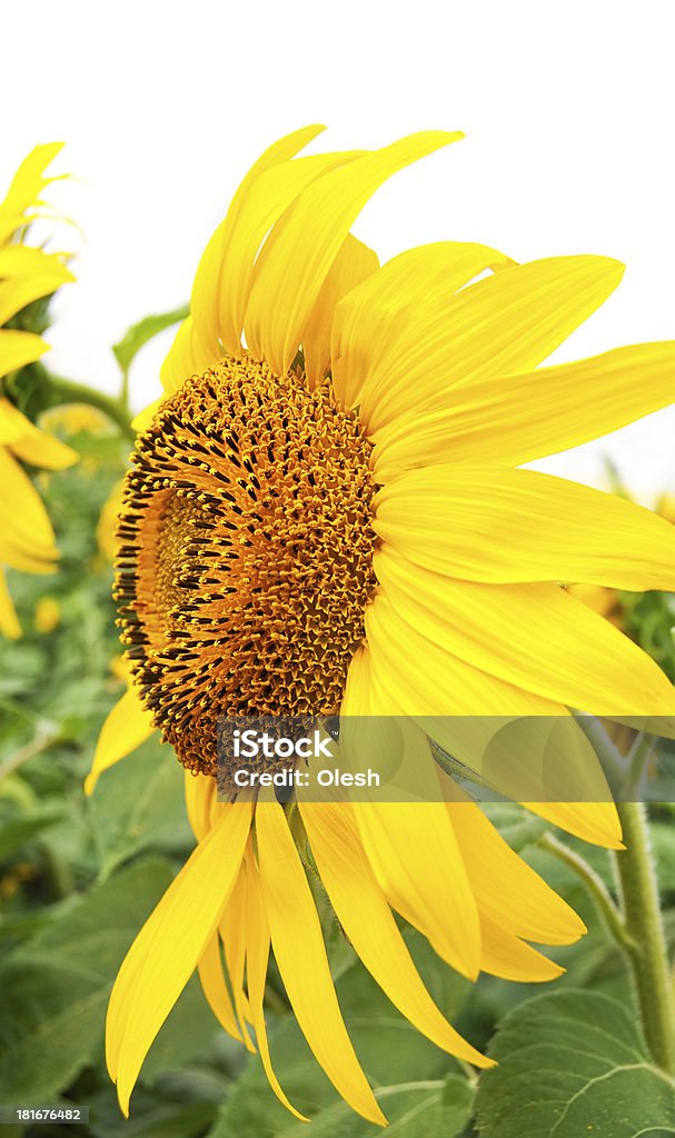 Schöne gelbe Sonnenblume - Lizenzfrei Biegung Stock-Foto