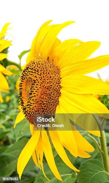 Schöne Gelbe Sonnenblume Stockfoto und mehr Bilder von Biegung - Biegung, Blume, Blumenbeet