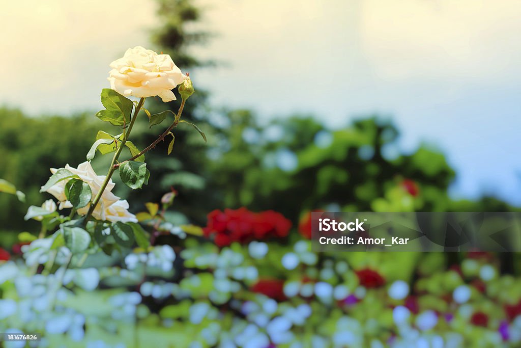 Grupo de rosas - Foto de stock de Aire libre libre de derechos