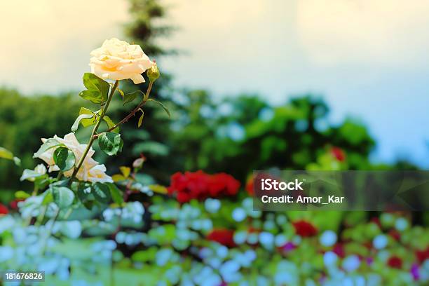 Grupo De Rosas Foto de stock y más banco de imágenes de Aire libre - Aire libre, Belleza de la naturaleza, Botánica