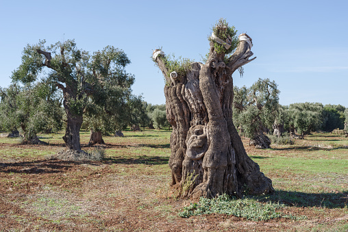 View of olive trees hit by bacteria Xylella fastidiosa in Lecce, Puglia region, Italy