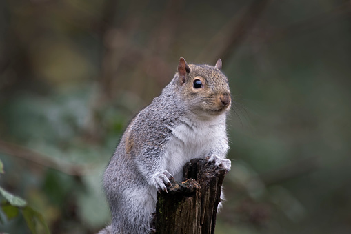 Grey squirrel sitting still and poses for the camera