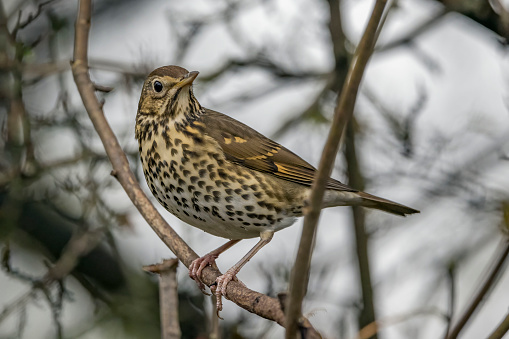 Song Thrush known for his beautiful singing early in the morning observing his surround