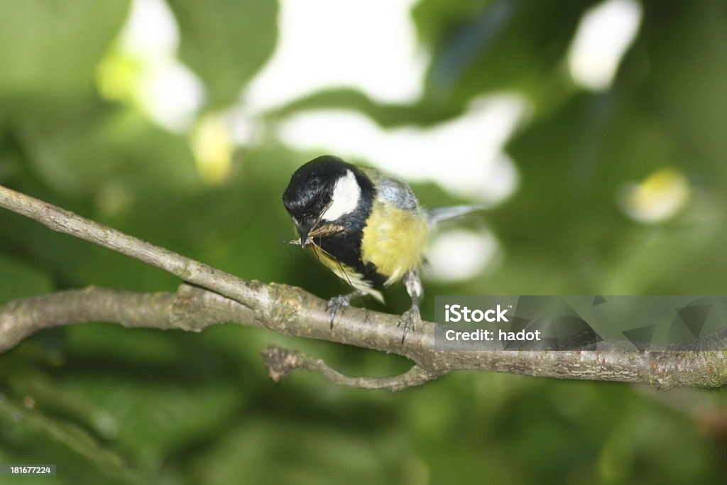 Carbonero común (Parus principales) - Foto de stock de Alimentar libre de derechos