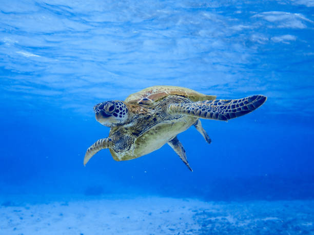 istock Green Sea Turtle (Chelonia mydas) swimming underwater 1816773157