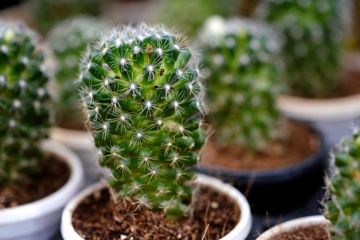 Big cactus plants with sharp needles seen in the evening in the wild west cowboy landscape.