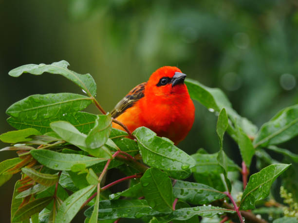 istock Vibrant red bird perching in natural environment 1816775833