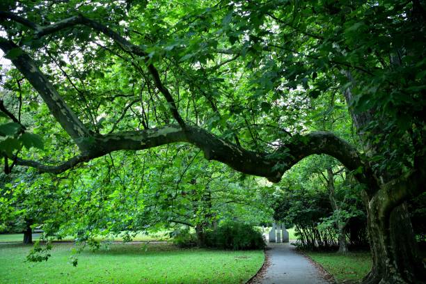 formas interessantes de galhos de árvores em um parque frondoso - tree branch tree trunk leaf - fotografias e filmes do acervo