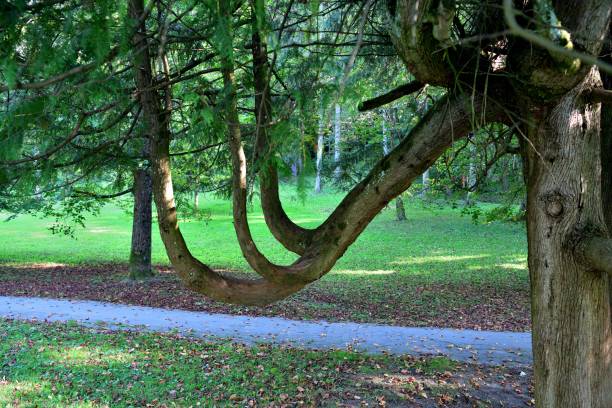 formas interessantes de galhos de árvores em um parque frondoso - tree branch tree trunk leaf - fotografias e filmes do acervo