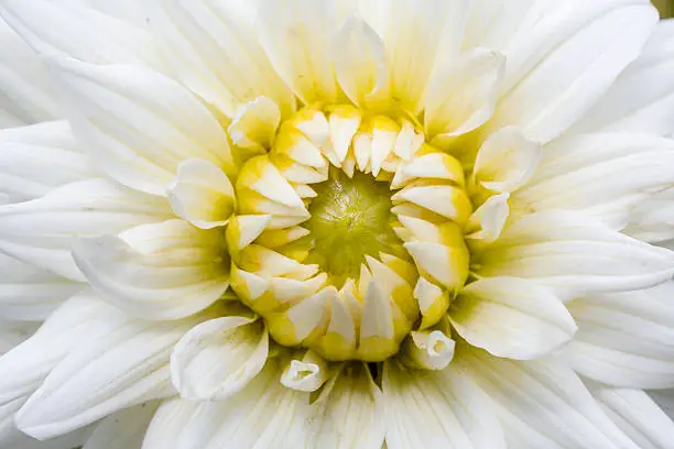 closeup of a white chrysanthemum.