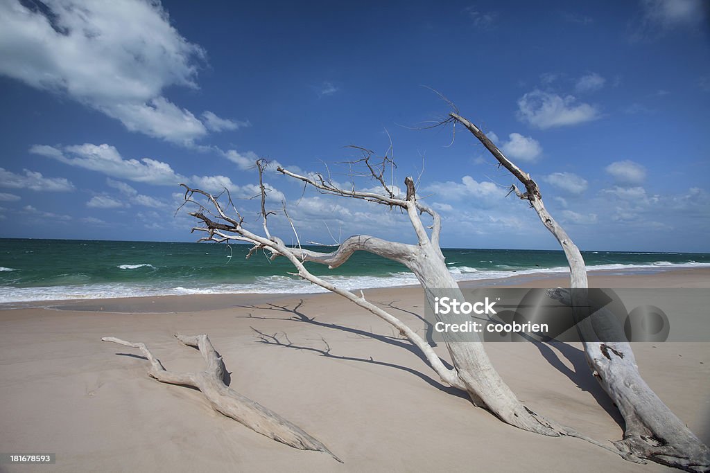 Deriva in legno spiaggia sull'Isola di Benguerra - Foto stock royalty-free di Isola di Benguerra