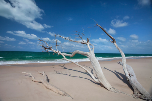 Dead mangrove trees on aceh white sand beach indonesia