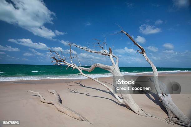 Pełzania Drewna Na Plaży Benguerra Island - zdjęcia stockowe i więcej obrazów Benguerra Island - Benguerra Island, Mozambik, Plaża