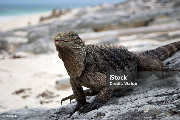 Iguana Cubano Foto de stock y más banco de imágenes de Aire libre - Aire libre, Animales salvajes, Antillas Mayores