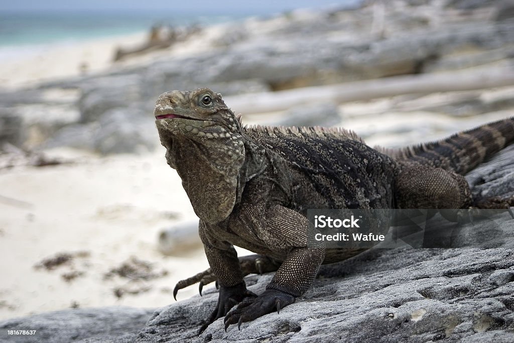 Iguana cubano - Foto de stock de América Latina royalty-free